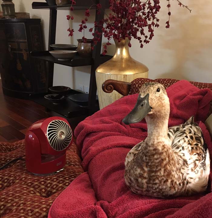 Svetlana enjoying a fan on a hot summer night.