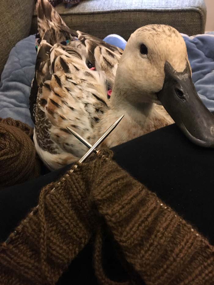 Svetlana wasn't smart enough to learn how to knit (plus she doesn't have fingers and opposable thumbs), but she loved sitting next to The Tyrant's watching her knit at night.