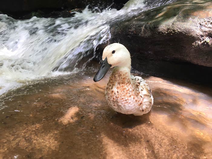 Svetlana exploring the mountain waterfalls at Poinsett Bridge.