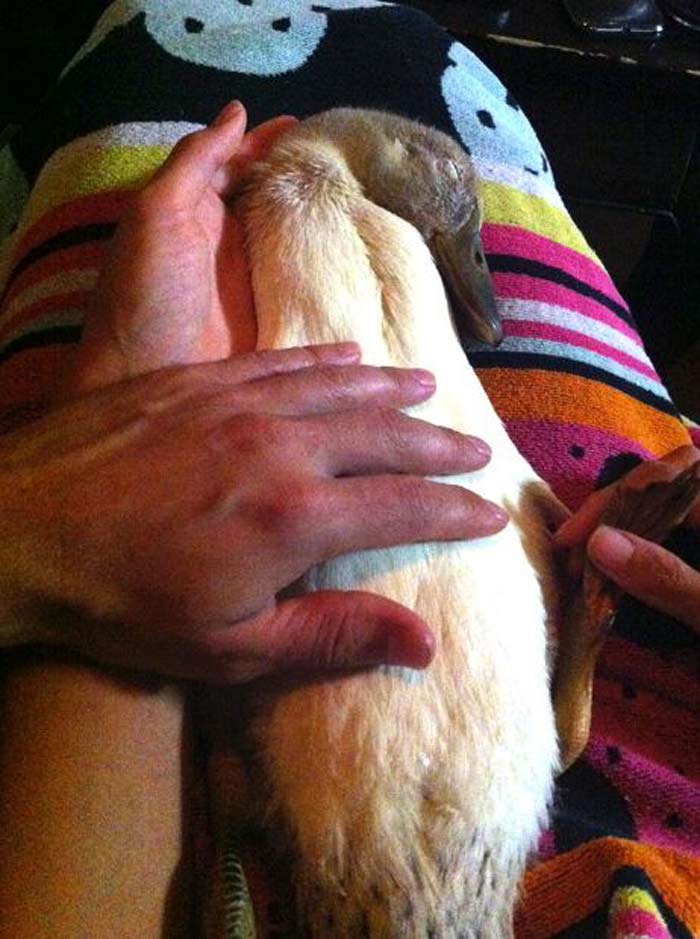 Svetlana as a young duckling years ago, enjoying a lap nap and belly rub from her loving parents.