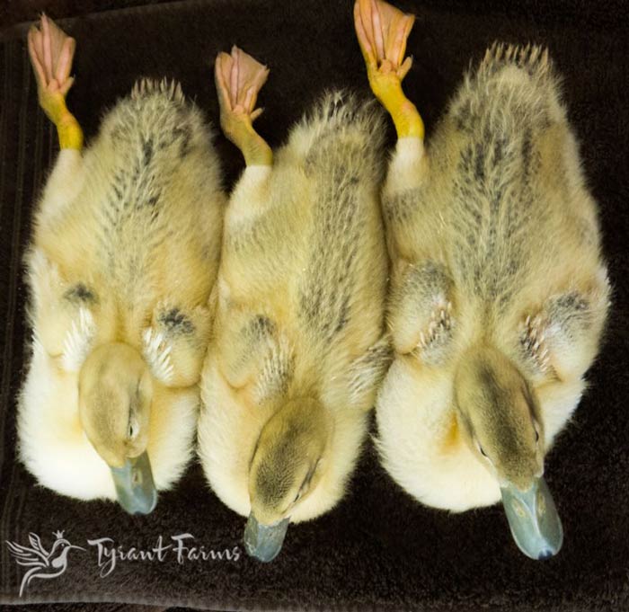 You can see true feathers just starting to emerge on the backs and tails of the ducklings. Ducks and ducklings sometimes kick their flippers out when relaxing or in order to slightly cool themselves. Ducks' internal body temperature is 104°F.