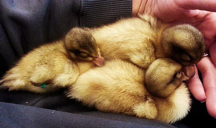 Arrival day! Our three ducklings napping on The Tyrant, their new mother.