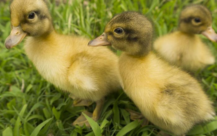 The ducklings see the great outdoors for the first time!