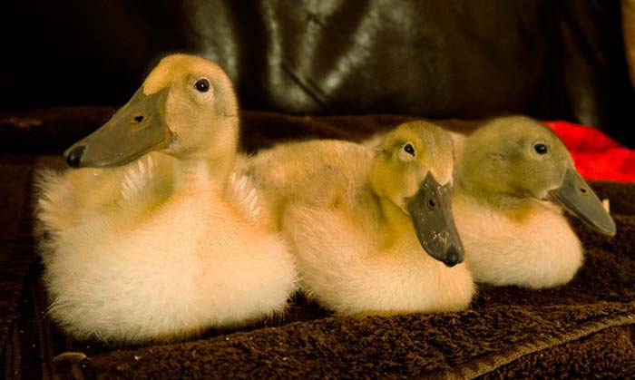The ducklings getting bigger and enjoying a night on the couch with their human parents.
