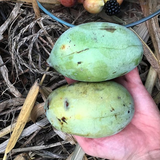 These are large-sized pawpaws from our trees, roughly the size of mangos. We save the largest seeds from our largest fruit each year to grow new pawpaw trees.