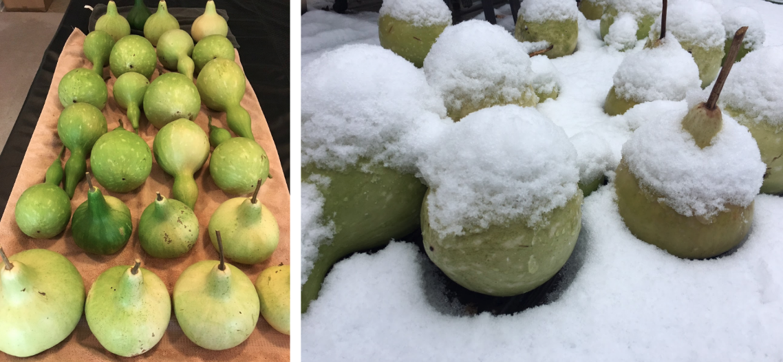 How to grow organic bottle gourds Tyrant Farms