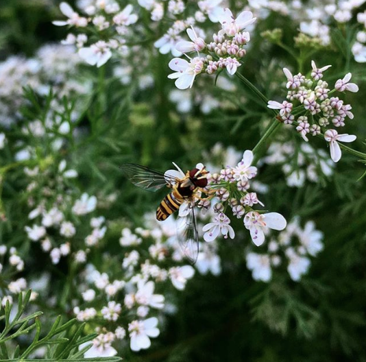 A syrphid fly pollinating cilantro flowers at Tyrant Farms. Cilantro grows very well in part shade.