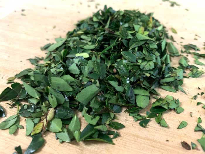 Fresh, chopped yaupon holly leaves from our dwarf 'Nana' bush. No, you don't have to dry tea leaves before using them if you have your own plants. Drying the leaves just preserves them and allows them to be packaged.