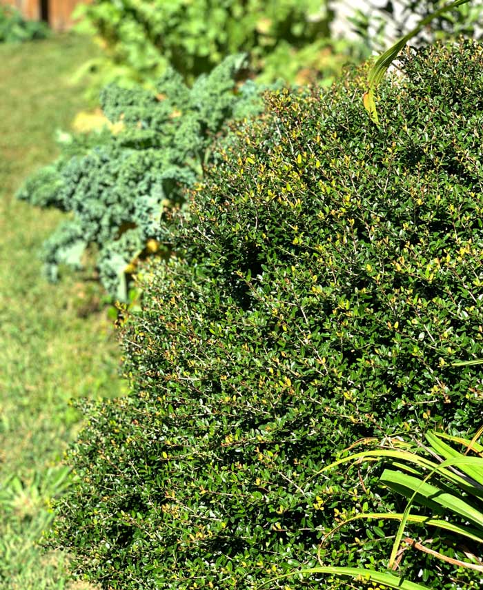 A dwarf 'Nana' yaupon holly front with a large kale plant in the background for size reference. Although our 'Nana' yaupon maxes out at 5', some native yaupons can grow to be 25' tall.