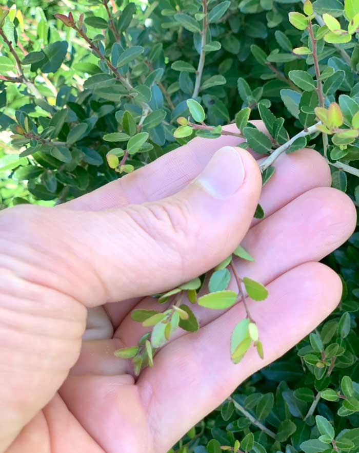 Small leaves, big caffeine. A closer look at the leaves on our dwarf yaupon holly plant. Important note: there are also poisonous holly plants, so don't ever make tea from anything other than yaupon holly.