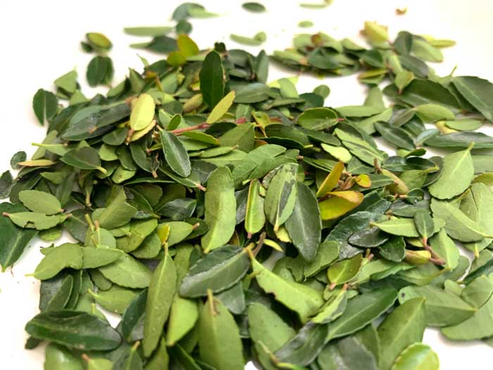 Freshly picked yaupon holly leaves. You can run your hand the opposite direction of the leaves up the stem of the plant to quickly remove the leaves. They also remove much easier after they've dried for 48+ hours. You can also use the stems of the plant if you'd like, however never use the berries (which are only on female plants), which are mildly poisonous.