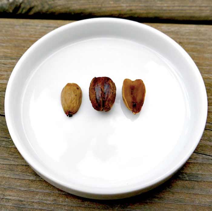 Closeup of acorn nuts with shells removed. Nuts on the right and left have no skin/testa on them. The acorn in the middle still has the skin on.