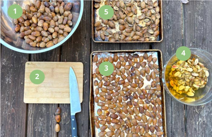 Acorn processing station. 1: Whole acorns. 2. Cutting station. 3. Baking sheet for good acorns that don't come out of their shell and testa. 4. Bowl of water for good acorns that DO come out of their shell and testa. 5. Acorn shells and bad acorns for compost.