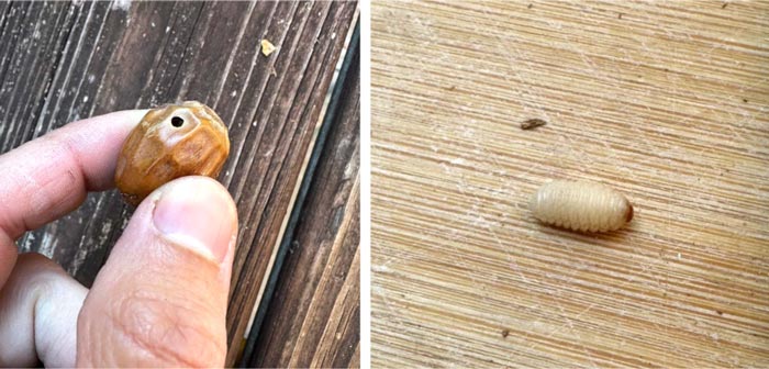 Left: Acorn weevil exit hole. Right: An acorn weevil headed towards a beauty pageant.
