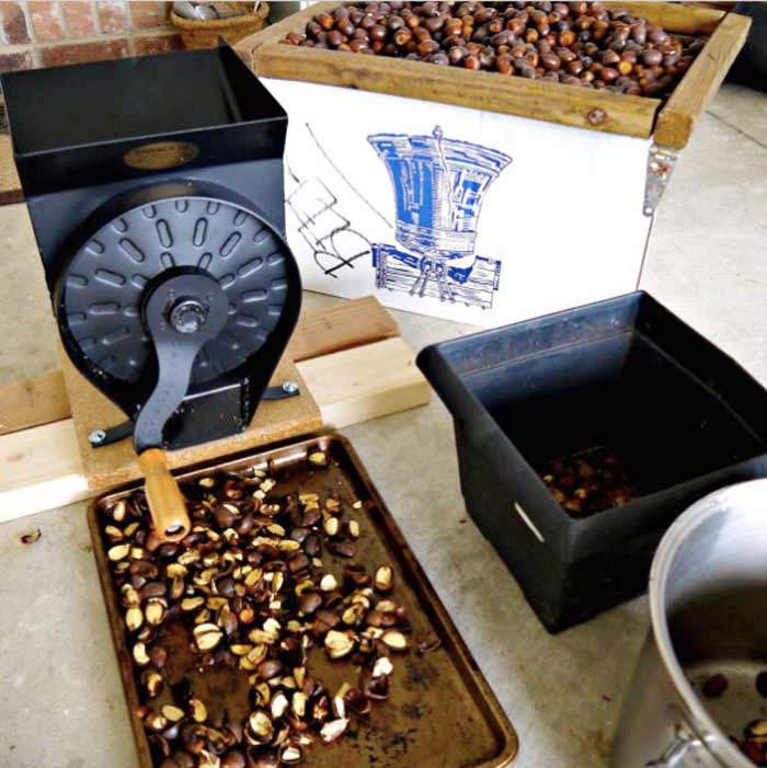 Davebilt nutcracker cracking burr oak acorns to make acorn flour