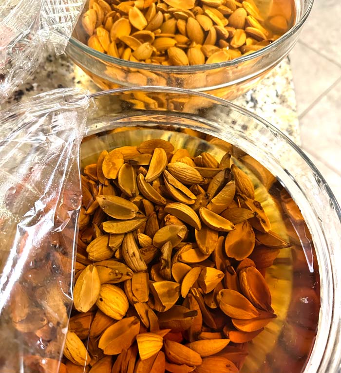 Soaking acorn nut meat in order to soften them enough for pulverizing in a blender. Note the brown-colored water: this is due to tannins leaching into the water.
