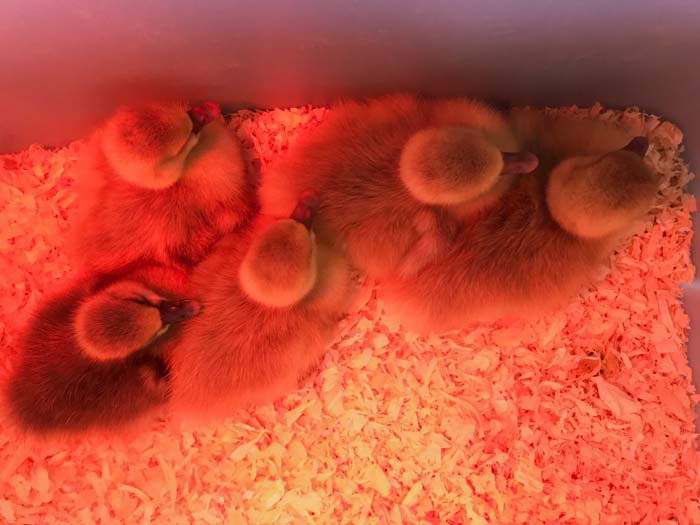 How to set up a gosling brooder. Goslings snuggle together under the red glow of a heat lamp.