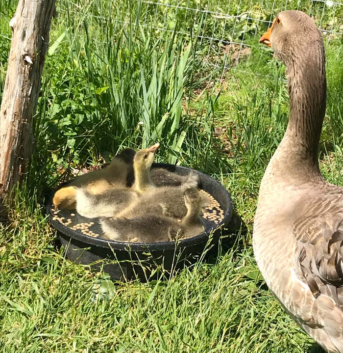 Unless you have a goose parent to warm them, you will need to get your goslings under a heat lamp after their pool time.