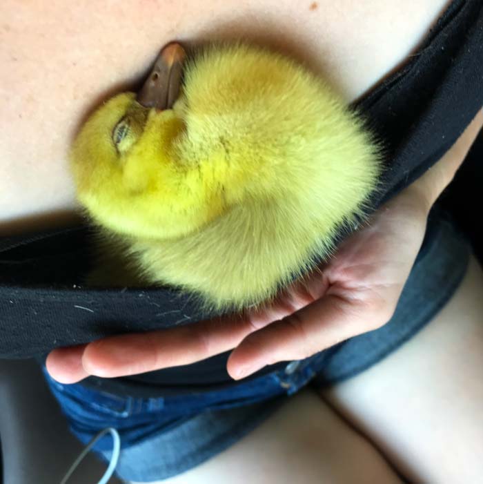 Baby goose cuddling on person's chest. Baby geese love to burrow. Tucked away in your shirt is a very cozy spot for them.