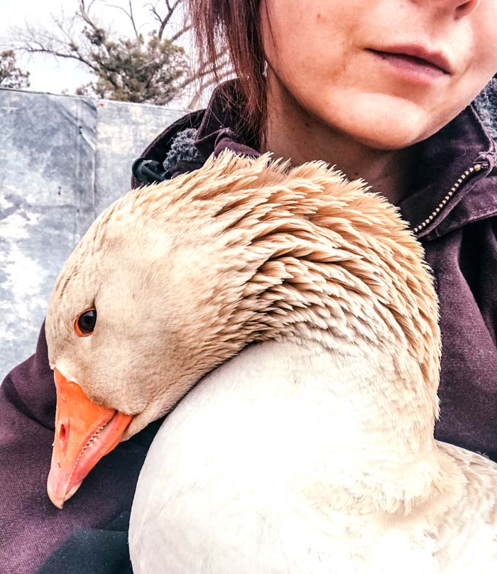 Tame geese; goose being held by person; pet geese. More likely than not, your geese will tolerate being held - if you can catch them.