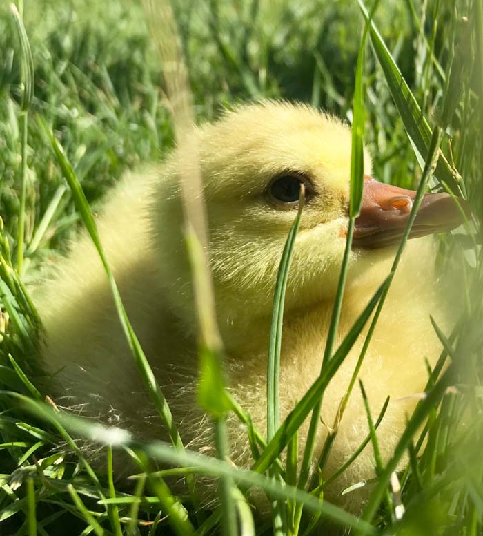 A gosling enjoying an outdoor field trip at Hoof and Feather Farm. 