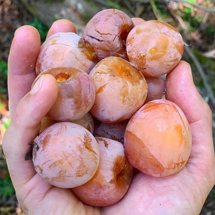A handful of forest candy: ripe American persimmons (Diospyros americana).