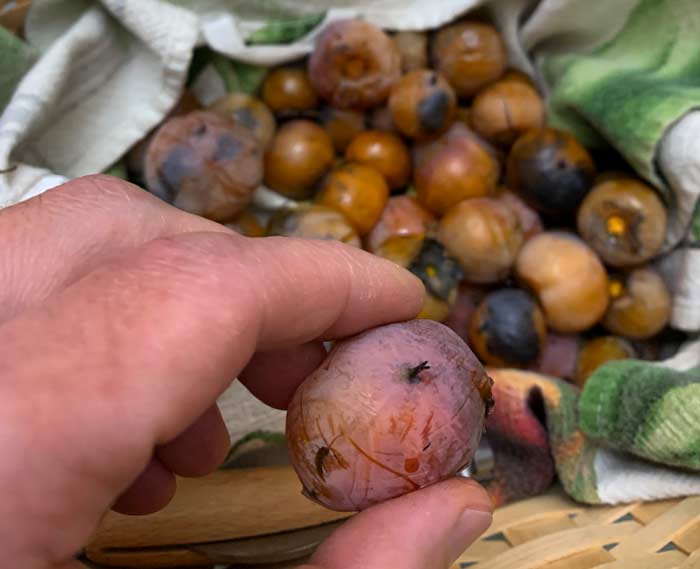 A closer look at an American persimmon 
