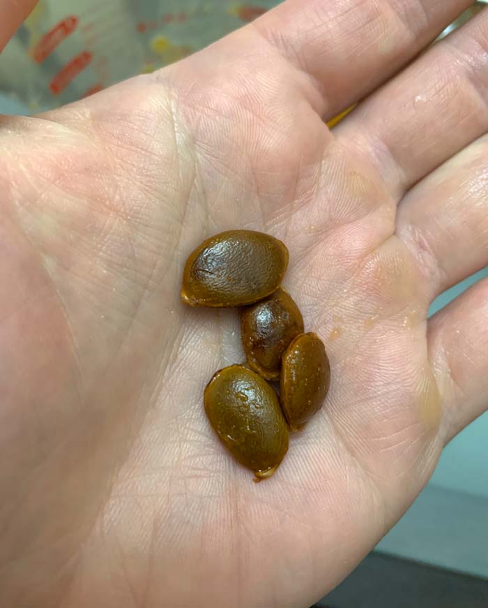 American persimmon seeds in my hand, for size reference. 