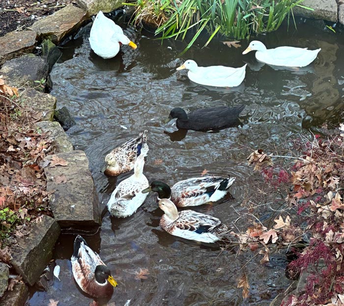 The feathered fertilizer machines taking a swim in the backyard pond at Tyrant Farms.