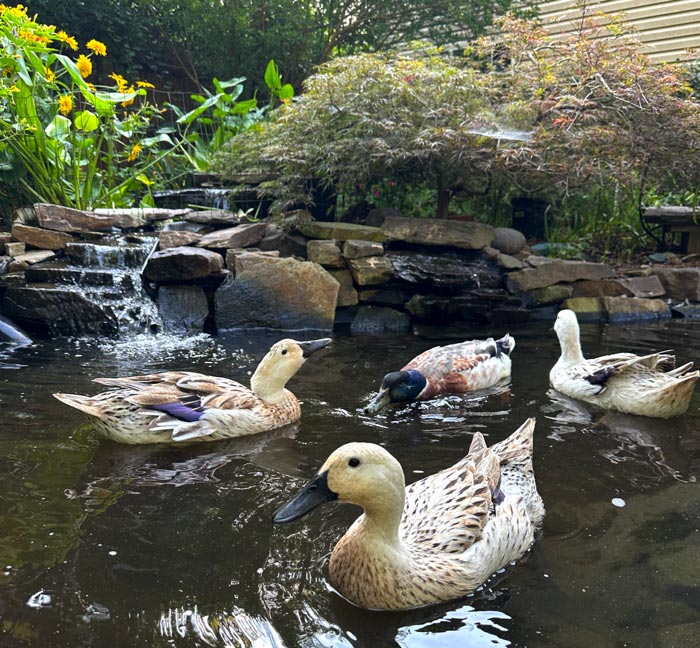 Having ducks in your backyard pond will certainly add to your pond maintenance needs, but we can't imagine our lives without ducks.