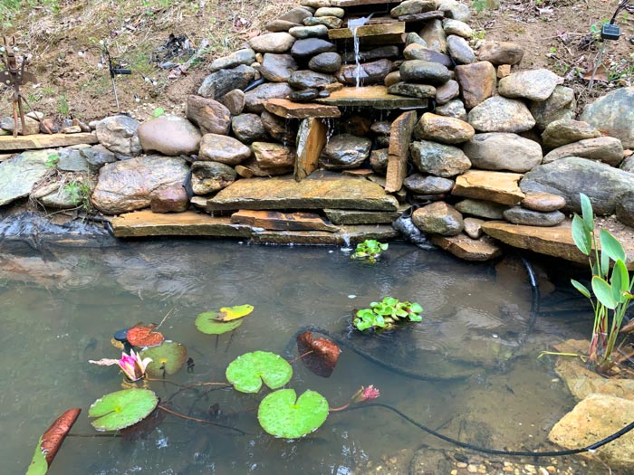 Edible water lilies at my aunt's pond in Asheville, NC. Water lily tubers and seeds are delicious gourmet food. 
