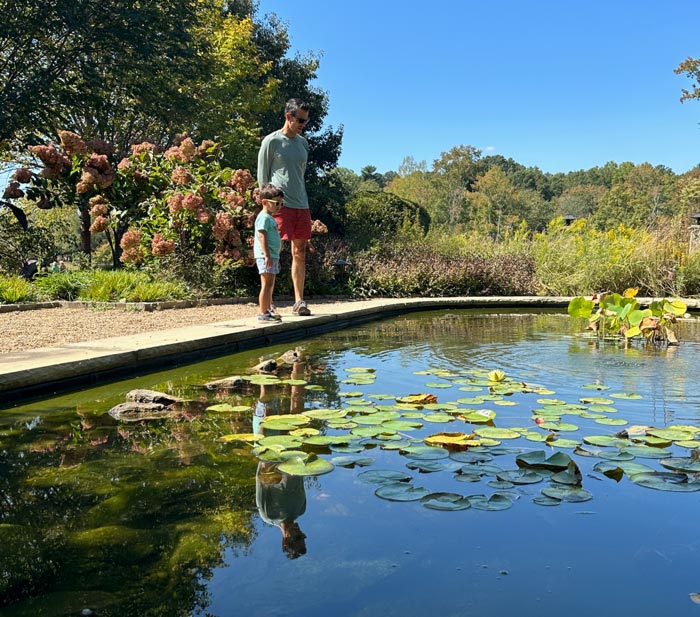 Enjoying a visit to the koi pond behind the Shi Center at Furman University. 
