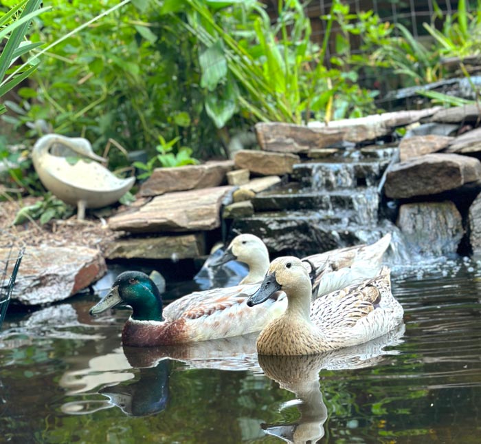 We've been trying to train our ducks to clean up the pond after themselves, but so far the lessons haven't taken. 