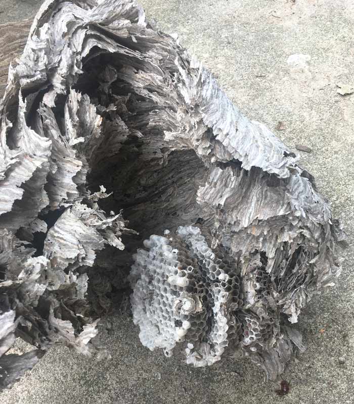 The internal breeding combs where new bald-faced hornets are raised. This nest had a stack of three combs inside.