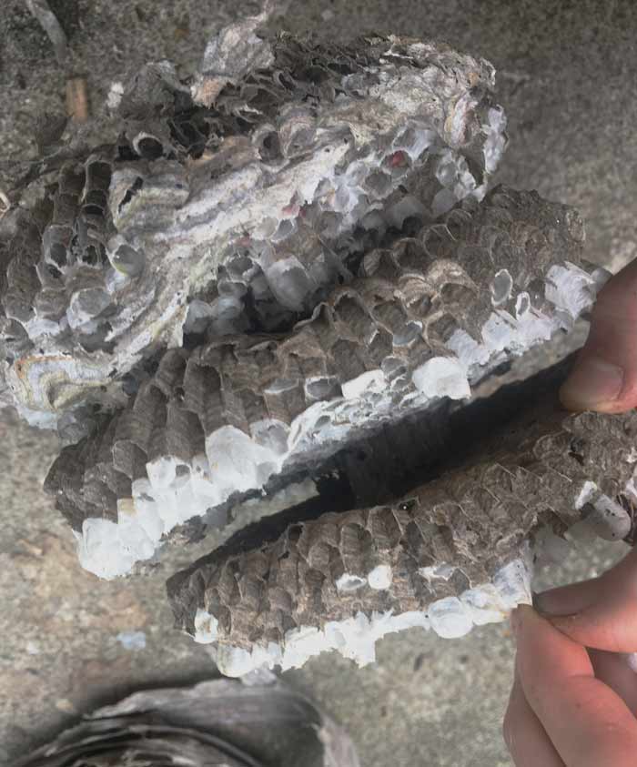 Here you can see a dense internal paper shaft/stem in the center that links the combs together and provides the foundational structure for each comb.