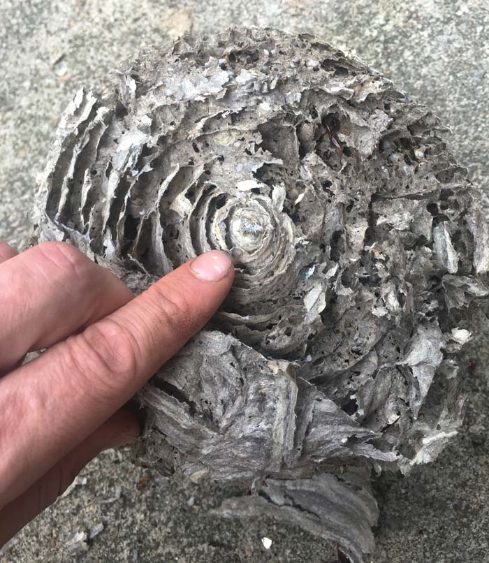 Here's the top of the comb where it originally attached to the inside of the nest. The outer nest layers were all attached to the overhang on our porch, rather than having a single point of contact. Bald-faced hornets