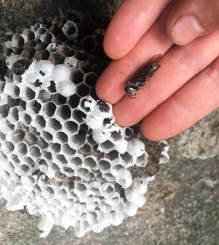 A dead bald-faced hornet was laid late in the season and didn't have time to emerge from its cell before cold weather struck. The colony dies at the end of each season, but not before producing queens that fly off and overwinter elsewhere before starting new colonies the following spring/summer.