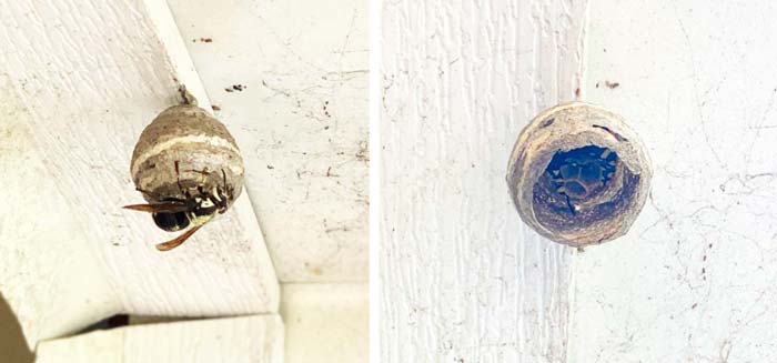 April 13 - A bald-faced hornet queen who over-wintered and is starting a new nest. On the right, you can see her forming the first new brood cells.