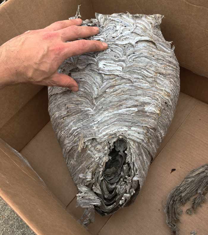 Here's the bald-faced hornet nest in a box immediately after we cut it off of our roof overhang. You can see that the nest remained largely intact throughout the winter, despite numerous severe storms. The only visible damage is around the entry/exit hole.