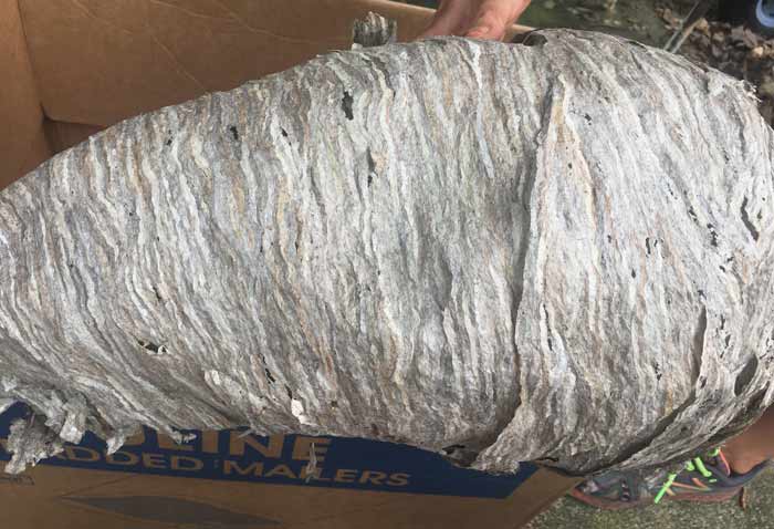 Here's a closer look at the back side of the hive. The texture, color, and detail of the paper is absolutely extraordinary. Bald-faced hornets chew up wood and other fibrous materials to make this paper.