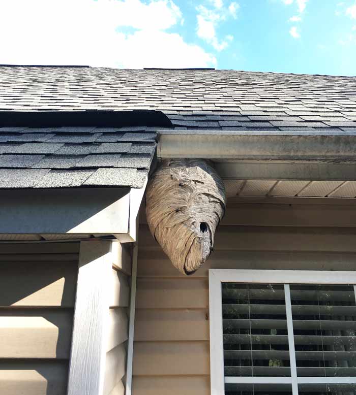 The same bald-faced hornet nest on Oct 13. This was its final size. Bald-faced hornets by Tyrant Farms