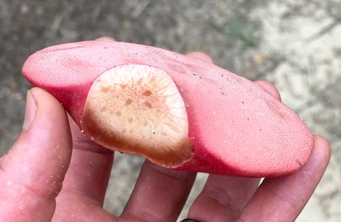 A closer look at a beefsteak mushroom. Note: 1) Light pink-red colored pore surface (the underside is facing up here); 2) Darker red cap (more visible in other photos); 3) Yellow interior flesh with red streaks where the *stem attached to the tree. (*Beefsteaks don't always have visible stems.)