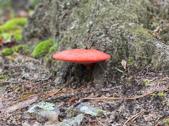 A ground-level look at a beefsteak mushroom growing on an oak tree, its host.