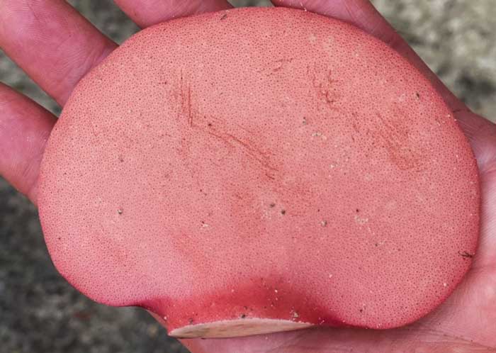 A closer look at the pore surface of a beefsteak mushroom.