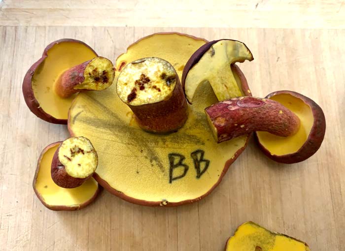 A closer look at stem and cap cross sections and pore surfaces of bicolor boletes at various ranges of maturity. As you can see: a) they don't bruise blue (or only mildly/slowly blue) when cut, b) they have a very shallow pore/tube layer, and c) the pore surface bruises blue when scratched. The blue 