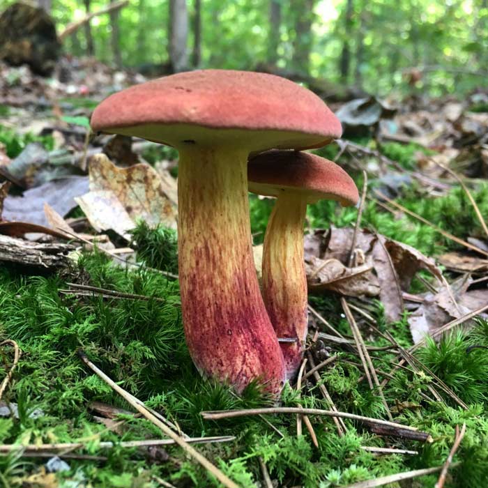 Picture perfect bicolor boletes. Bicolor boletes usually form single fruiting bodies/mushrooms, but occasionally you'll see them in small clusters as in this photo.
