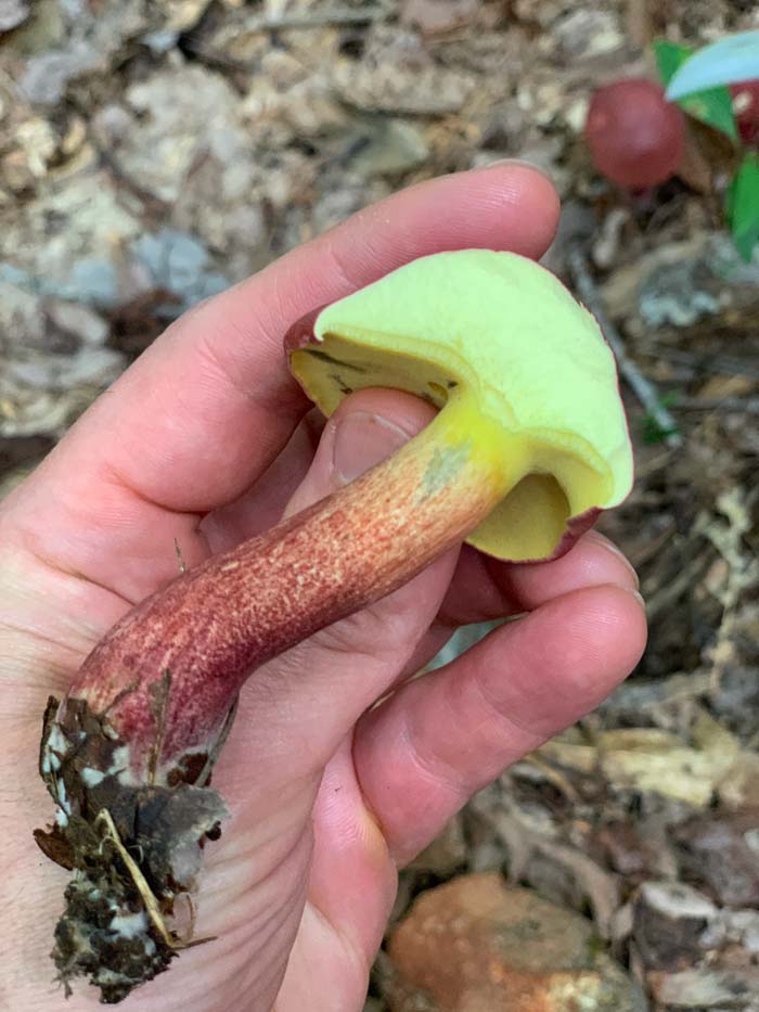 A bicolor bolete with cap cut in half to show some of the key physical features, which you can read about below. You can also see here how the mushroom fruiting body was attached to the below-ground mycelium. 