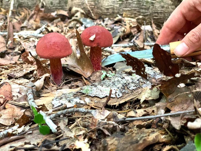 Two bicolor boletes emerging from leaf litter on the forest floor. 