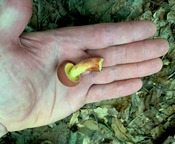 Usually, smaller sized bicolor boletes have a better, denser texture than more mature ones, which can become more spongy. Larger boletes are better dried and powdered for use in soups and sauces.