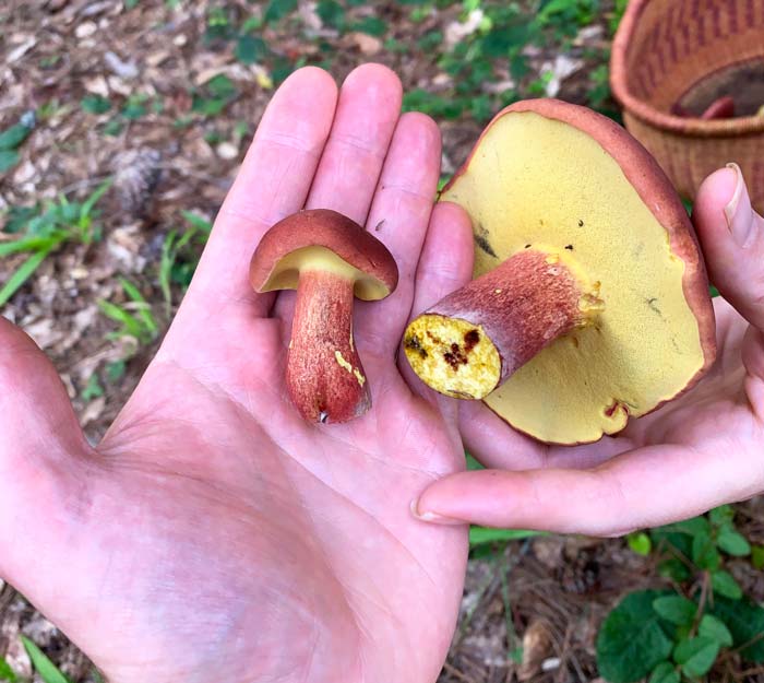 A small and large bicolor bolete. 